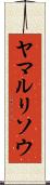 ヤマルリソウ Scroll