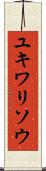 ユキワリソウ Scroll