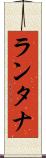 ランタナ Scroll