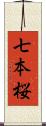 七本桜 Scroll