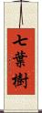 七葉樹 Scroll