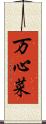 万心菜 Scroll