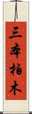 三本柏木 Scroll