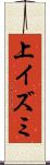 上イズミ Scroll