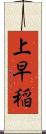 上早稲 Scroll