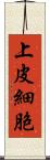 上皮細胞 Scroll