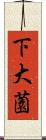 下大薗 Scroll