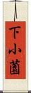 下小薗 Scroll