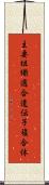 主要組織適合遺伝子複合体 Scroll