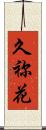 久祢花 Scroll