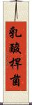 乳酸桿菌 Scroll