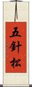 五針松 Scroll