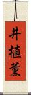 井植薫 Scroll