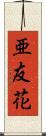 亜友花 Scroll