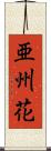 亜州花 Scroll