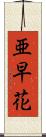 亜早花 Scroll