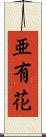 亜有花 Scroll