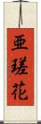 亜瑳花 Scroll