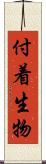 付着生物 Scroll