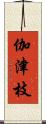 伽津枝 Scroll