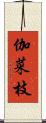 伽菜枝 Scroll