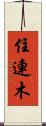 住連木 Scroll