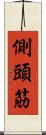 側頭筋 Scroll