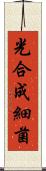 光合成細菌 Scroll