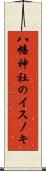 八幡神社のイスノキ Scroll