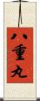 八重丸 Scroll