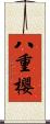八重櫻 Scroll
