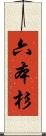 六本杉 Scroll