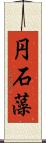 円石藻 Scroll