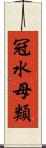 冠水母類 Scroll