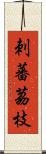 刺蕃茘枝 Scroll