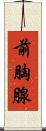 前胸腺 Scroll