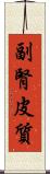 副腎皮質 Scroll