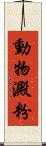 動物澱粉 Scroll