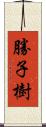 勝子樹 Scroll