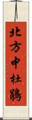 北方中杜鵑 Scroll