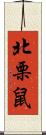 北栗鼠 Scroll