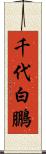 千代白鵬 Scroll