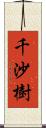 千沙樹 Scroll