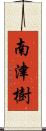 南津樹 Scroll