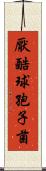 厭酷球孢子菌 Scroll