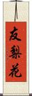 友梨花 Scroll