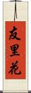 友里花 Scroll