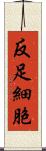 反足細胞 Scroll