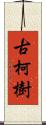 古柯樹 Scroll