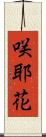 咲耶花 Scroll